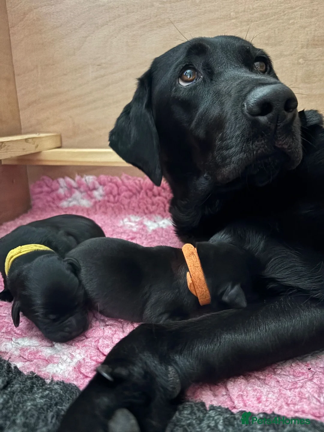 Labrador Retriever dogs for sale: KC Registered Labrador Puppies - Advert 2