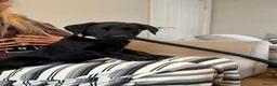 Labrador Retriever dogs for sale: Kc working Labrador retrievers  - Advert 14