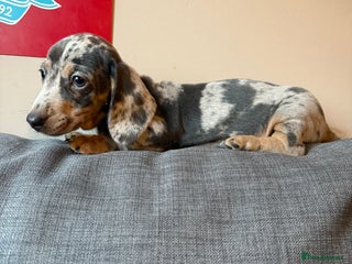 Miniature Dachshund dogs Miniature dachshund puppies for sale - Advert 6