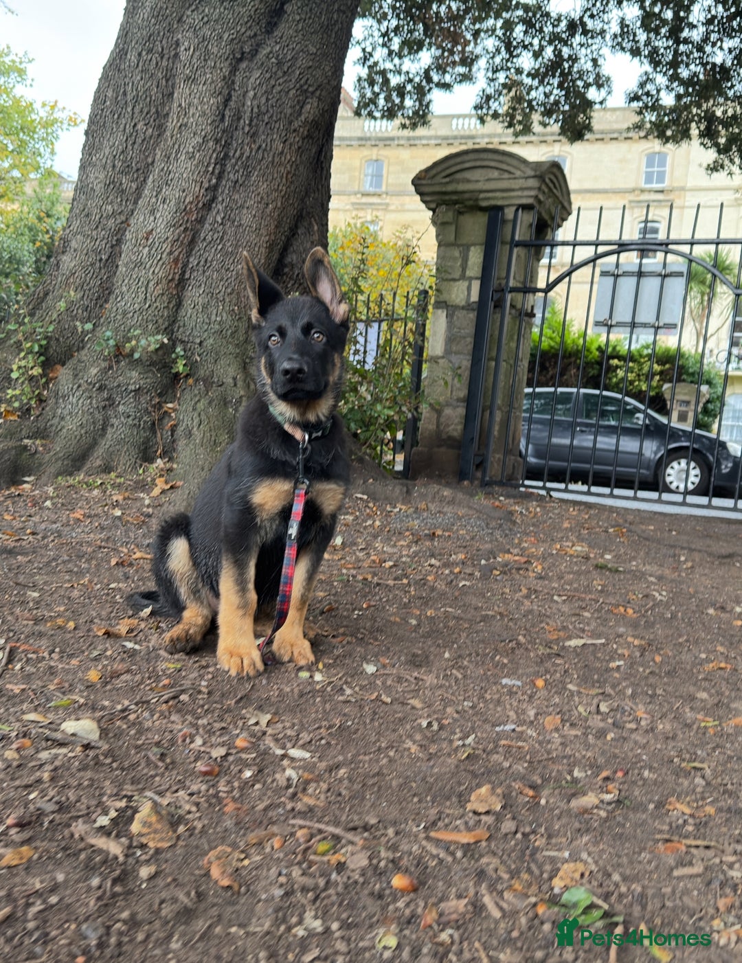 German Shepherd dogs for sale: German Shepherd Puppy (4 months old) - Image 2
