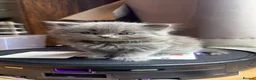 British Longhair cats for sale: Stunning Blue BritishLonghair Kittens  - Advert 14