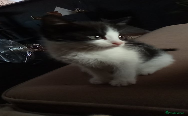 Mixed Breed cats - Advert 10