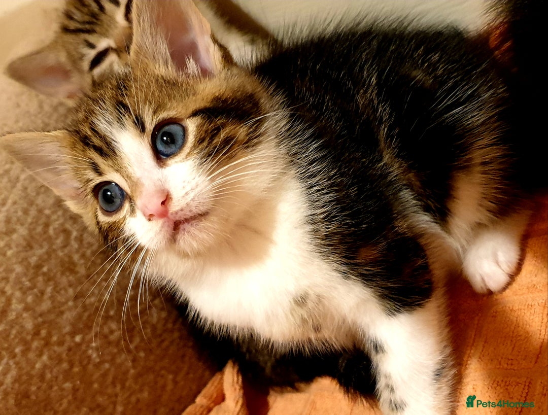 Mixed Breed cats for sale: 5 Gorgeous & Playful Kittens - Image 3
