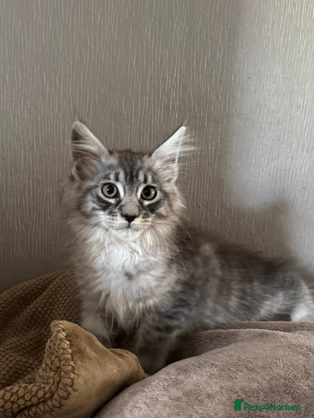 Maine Coon cats for sale: Ready now Maine Coon large Boys GCCF - Image 28