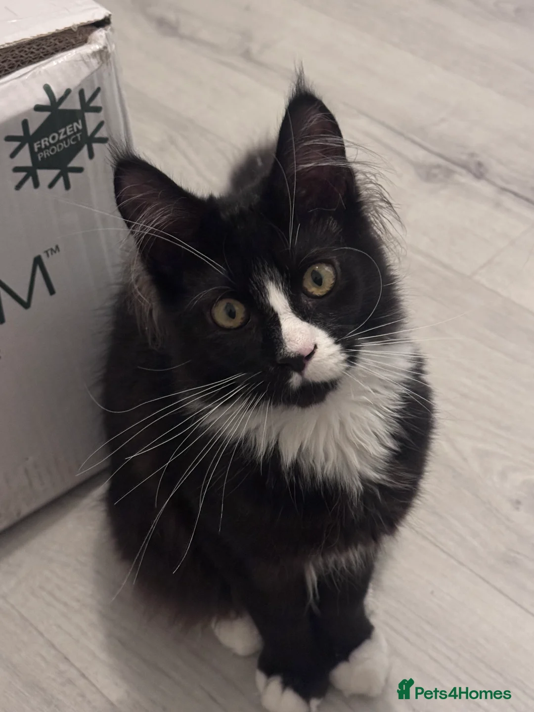 Maine Coon cats for sale: Maine Coon kitten with GCCF pedigree for sale - Advert 6