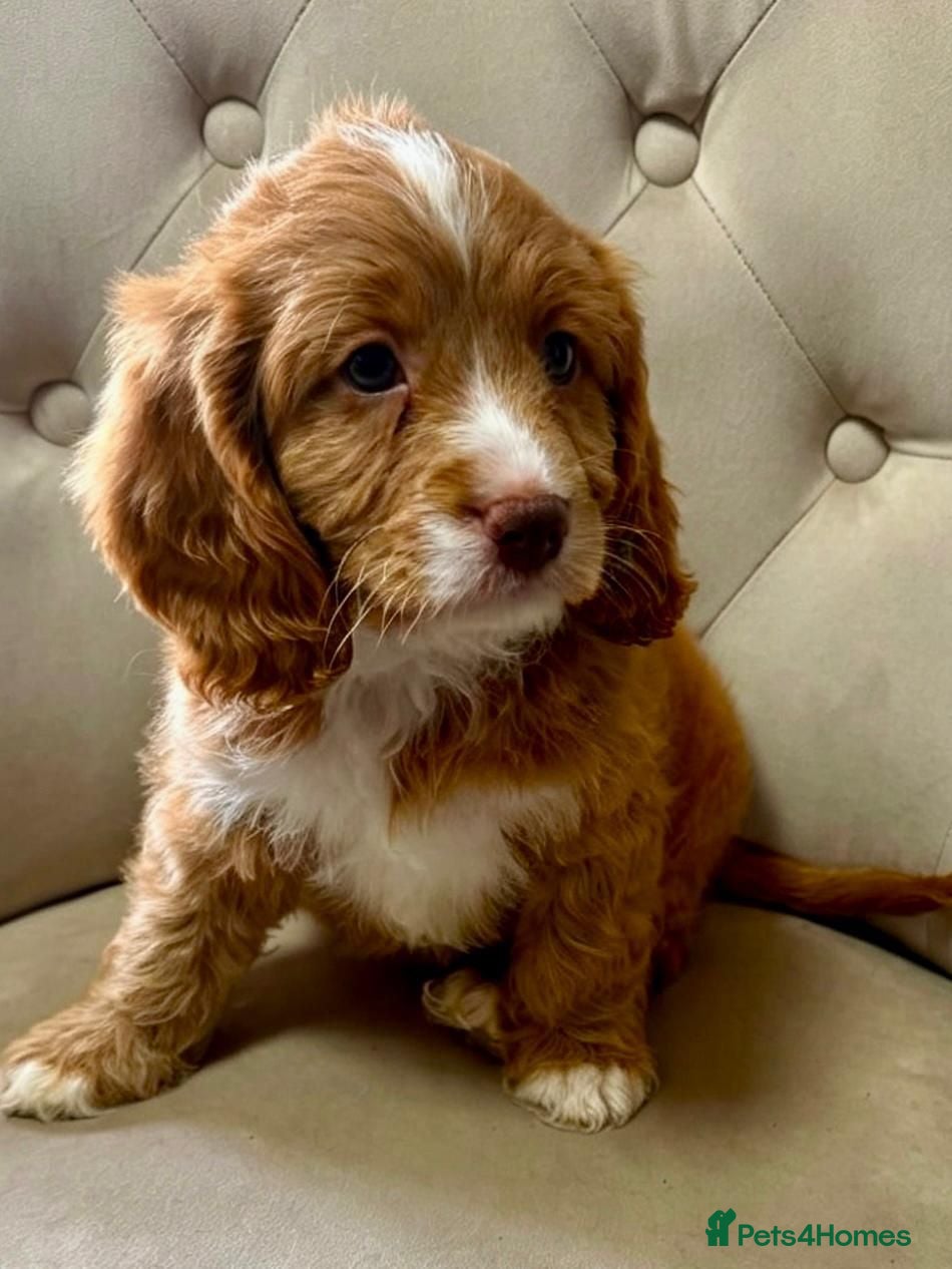 Cavapoo dogs VERY RARE TOY CAVAPOO PUPPIES READY TO LEAVE!  - Advert 14