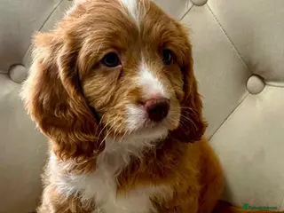 Cavapoo dogs VERY RARE TOY CAVAPOO PUPPIES READY TO LEAVE! - Advert 14