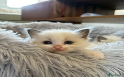 Ragdoll cats for sale: Purebred Blue Mitted Ragdoll Kittens - Image 14