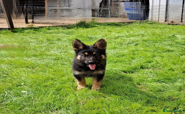 German Shepherd dogs - Advert 3