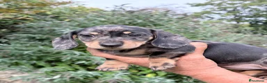 Miniature Dachshund 2