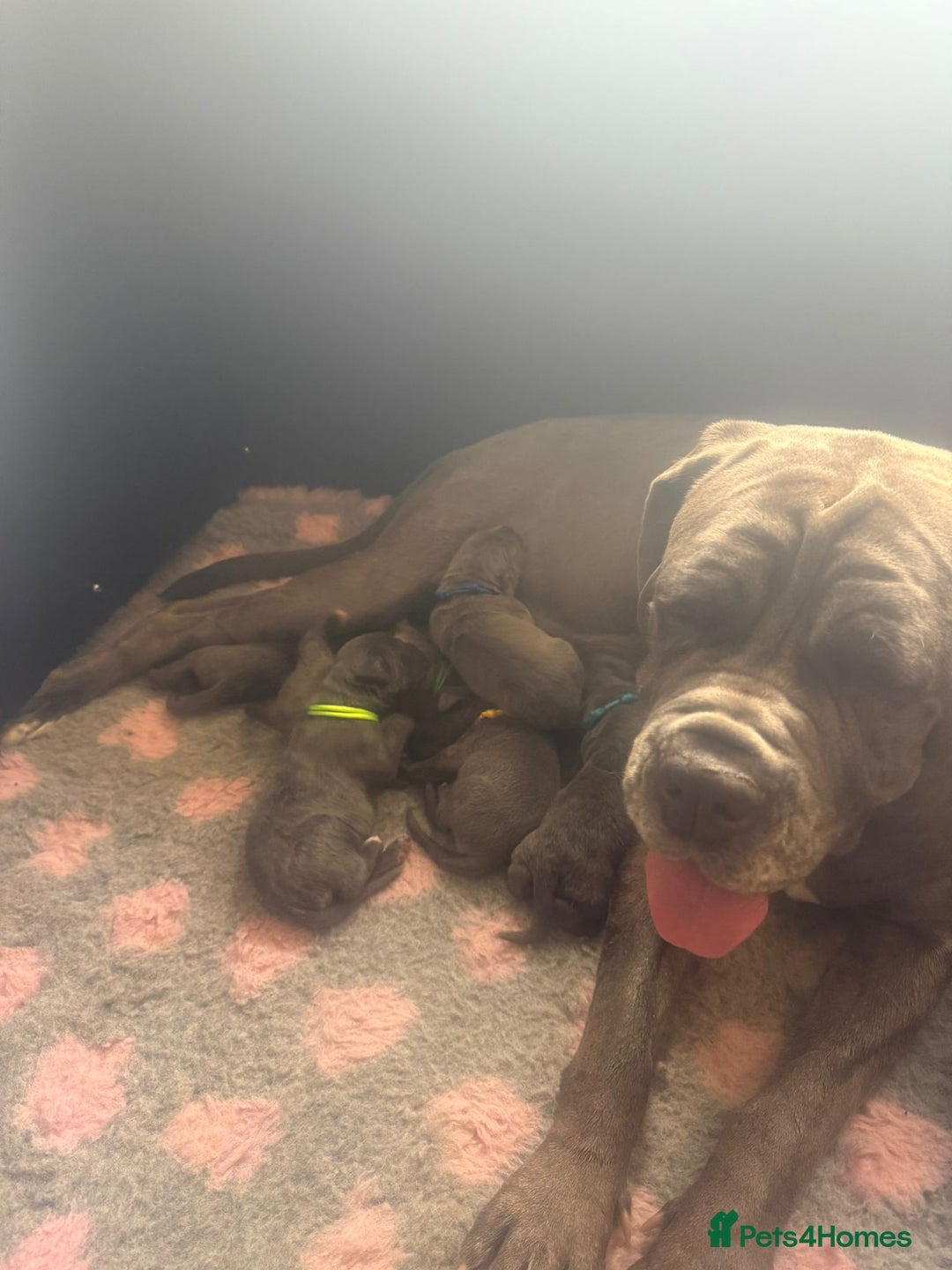 Mixed Breed dogs for sale: Italian Mastiff puppies available  - Image 17