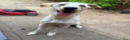 Sheprador dogs for sale: Loving lab x German shepherd looking for new home  - Advert 3