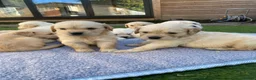 Golden Retriever dogs for sale: ⭐ KC Registered Golden Retriever Puppies ⭐️  - Advert 20