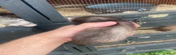 Ferret rodents for sale: Micro ferret Hobs - Advert 2