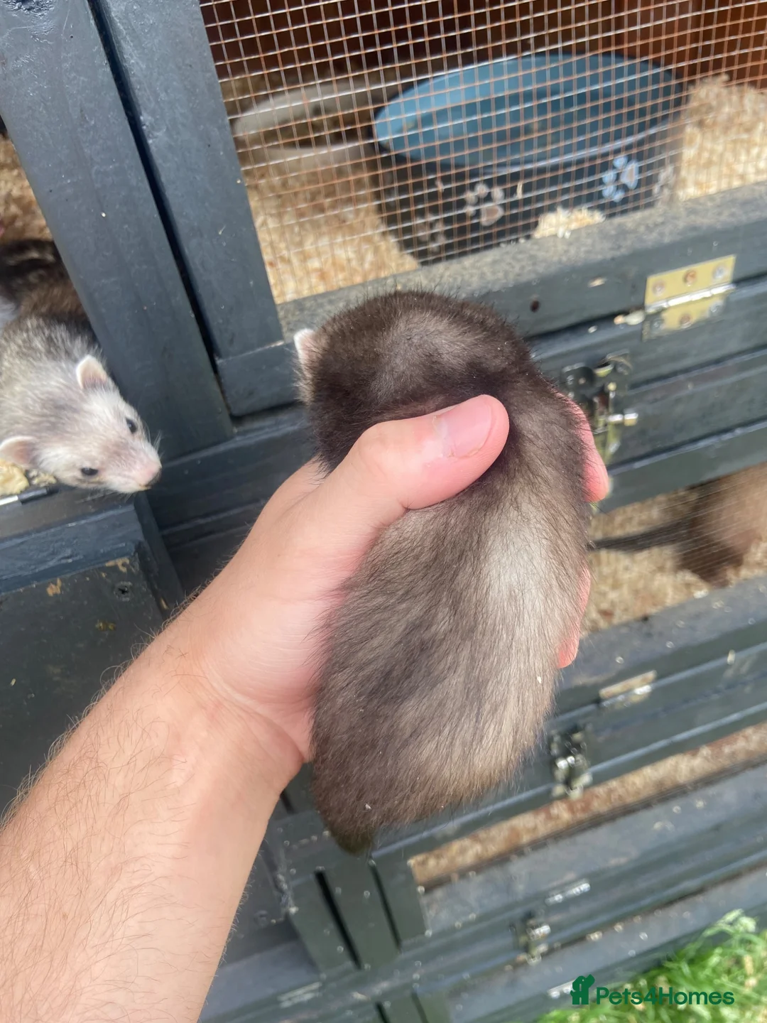 Ferret rodents for sale: Micro ferret Hobs - Advert 2