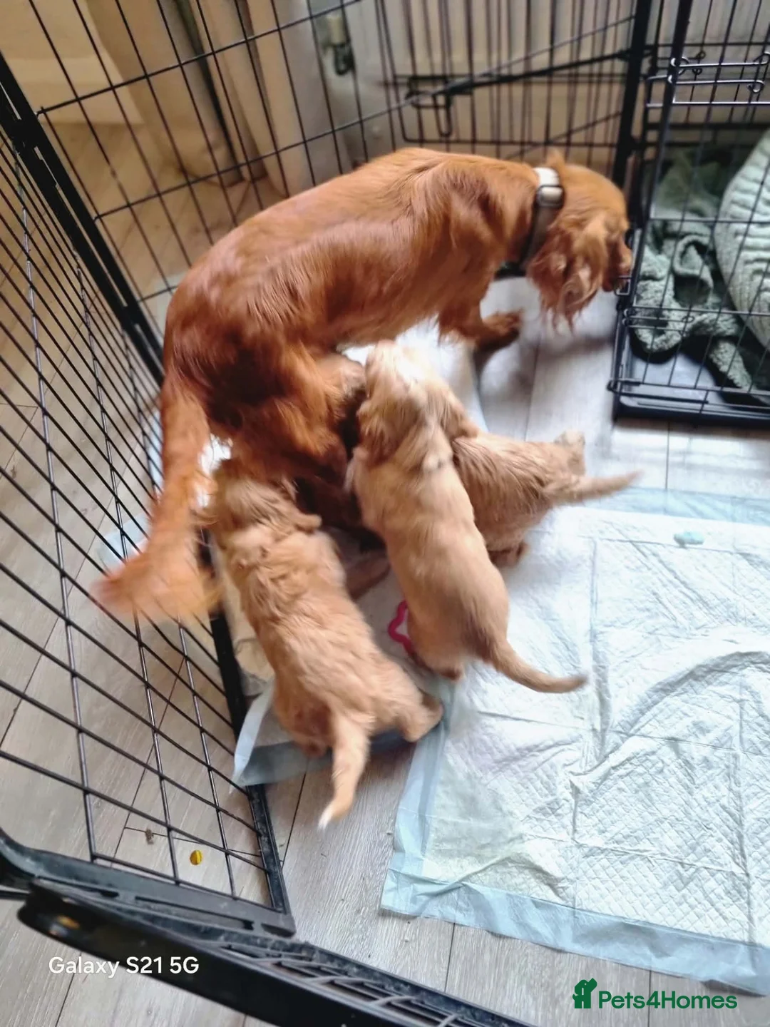 Cockapoo dogs for sale: Beautiful cockerpoo puppies ❤️💙💙💙 - Advert 10