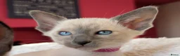 Siamese cats for sale: Beautiful Pure Siamese kittens - Advert 1