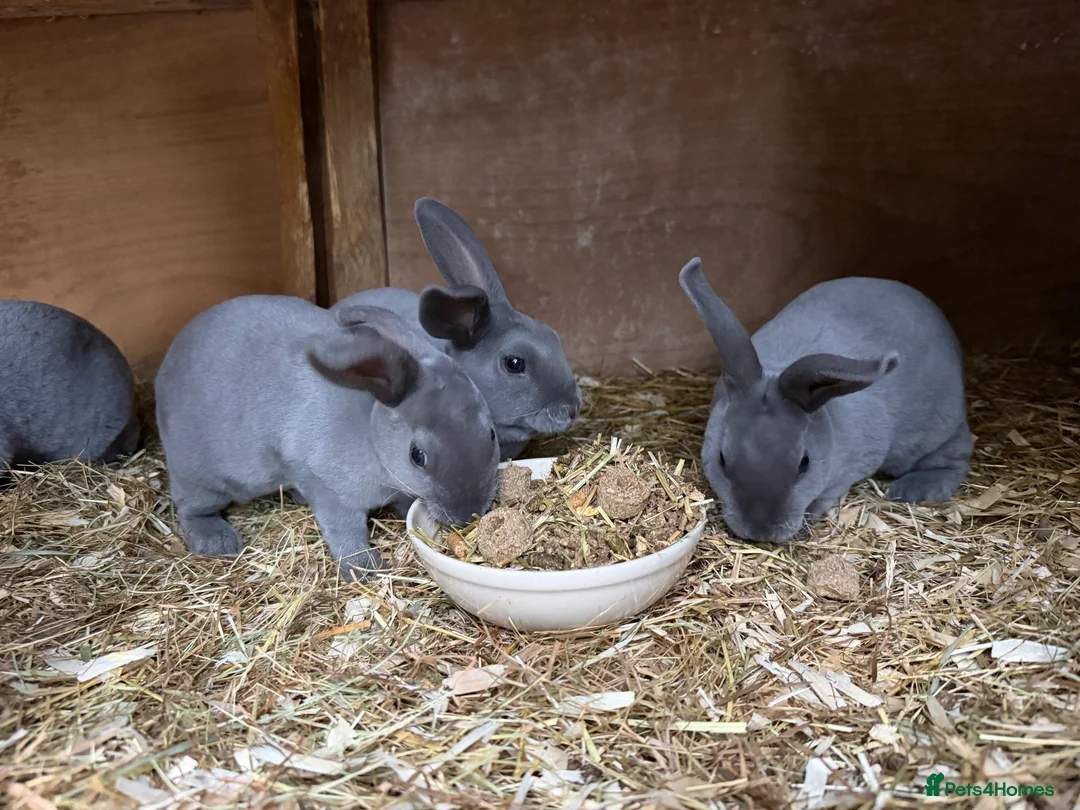 Rex rabbits for sale: Beautiful Baby blue Mini Rex  - Advert 1