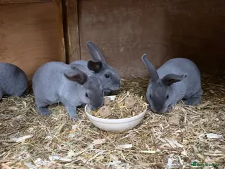 Rex rabbits Beautiful Baby blue Mini Rex - Advert 2