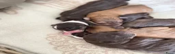 Bordoodle dogs for sale: OUTSTANDING *SABLE / TRI* BORDOODLES - Advert 8