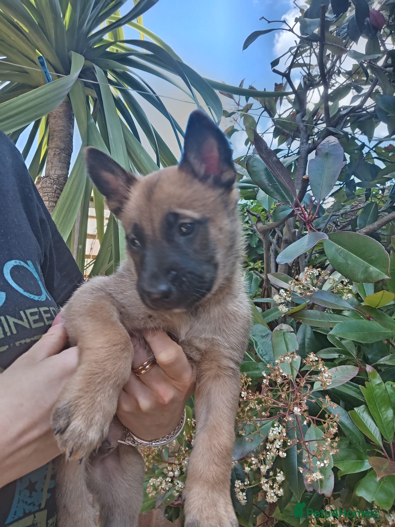 Belgian Shepherd Dog dogs for sale: Belgian Malinois Puppies Ready Now - Advert 15