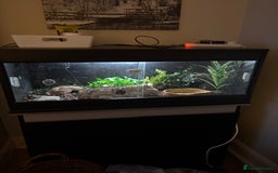 Gecko reptiles for sale: Leopard gecko with enclosure  - Advert 4