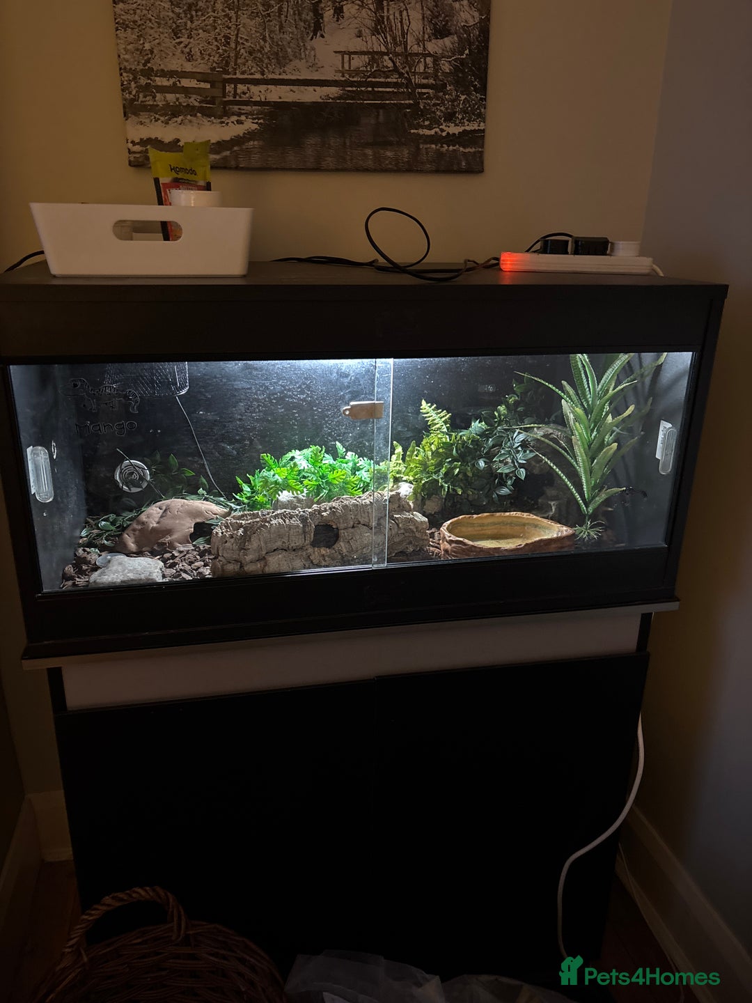 Gecko reptiles for sale: Leopard gecko with enclosure  - Advert 4