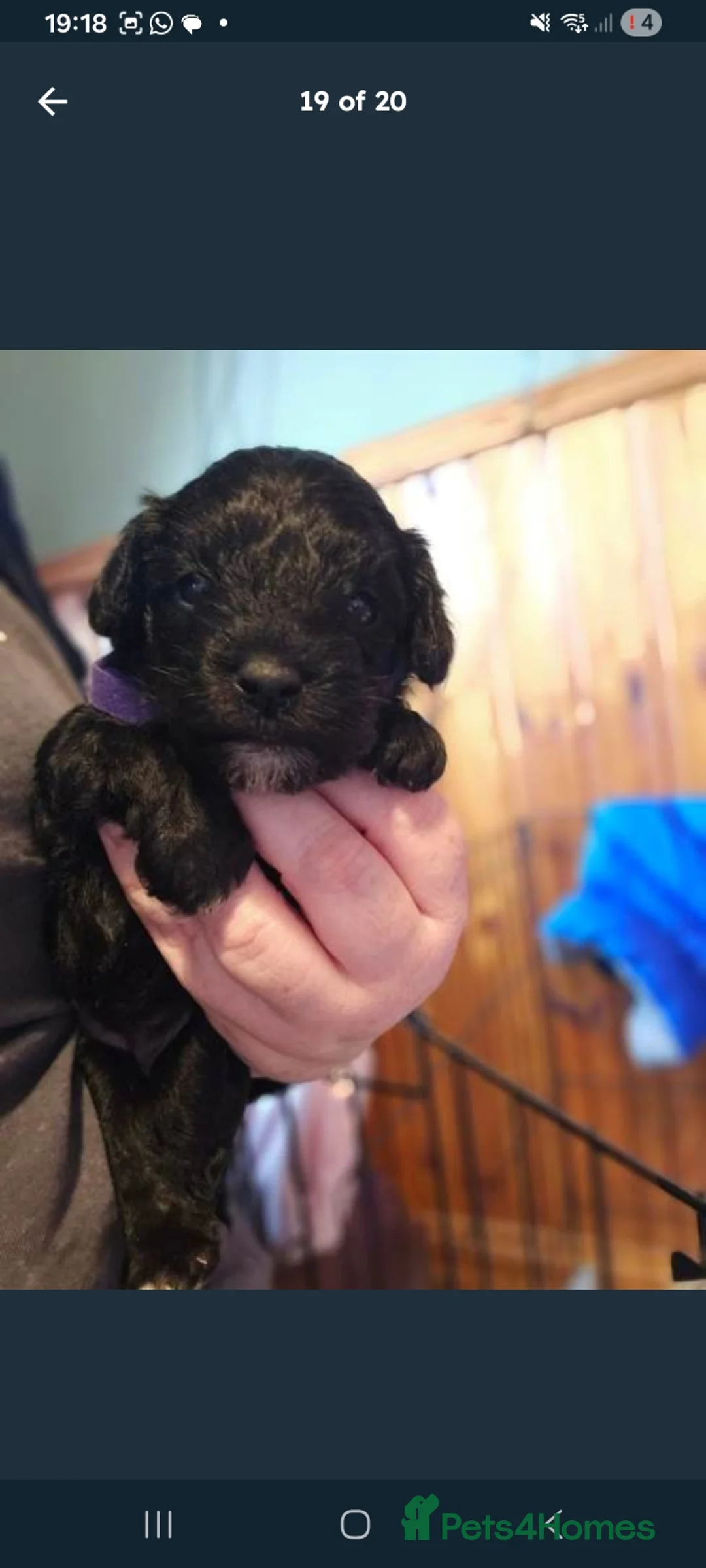 Schnoodle dogs for sale: Snchoodle pups in Cookstown - Advert 2