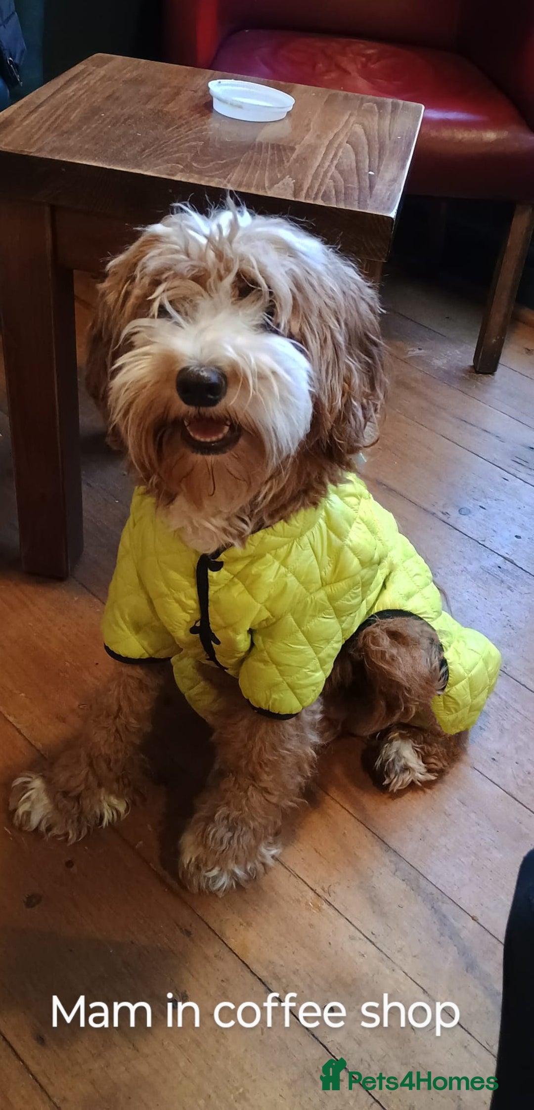 Australian Labradoodle dogs for sale: Miniature Australian labradoodle pups 100% Pure  - Image 20