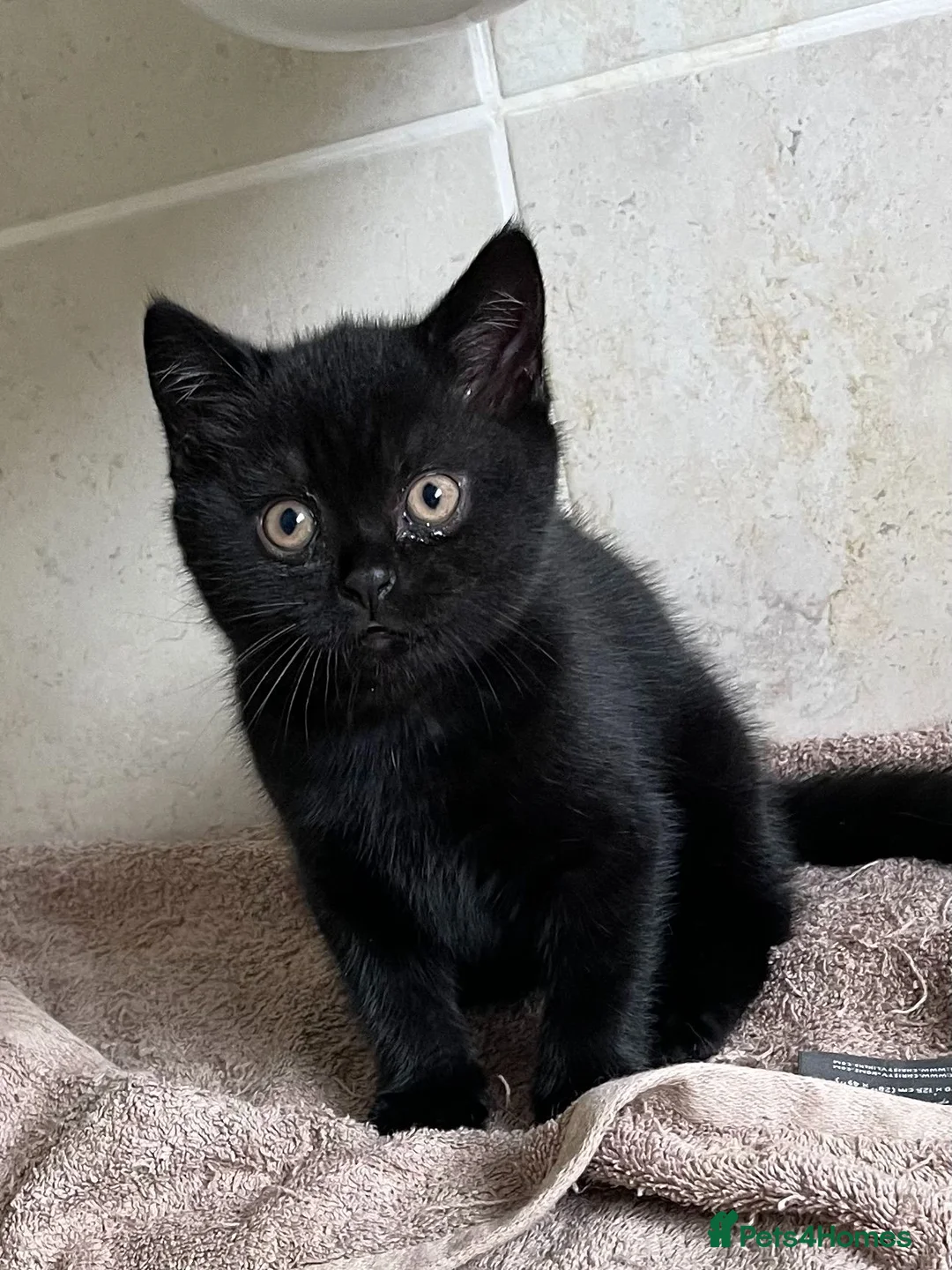 British Shorthair cats for sale: Adorable pedigree kitens - Advert 3