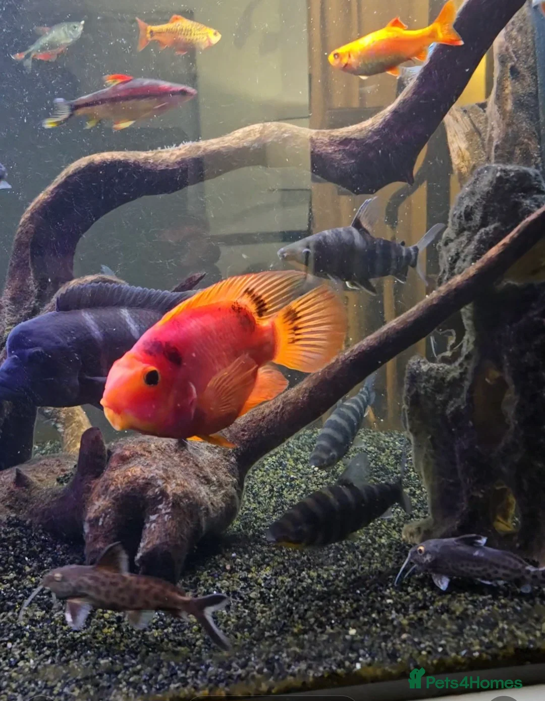 Cichlids fish for sale: Parrot fish in Buckingham - Advert 3