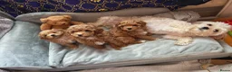 Maltipoo dogs for sale: BEAUTIFUL F1B MALTIPOO  PUPPYIES  - Advert 1