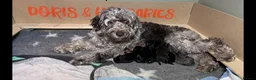 Mixed Breed dogs for sale: Stunning black Australian labradoodle pups - Advert 2