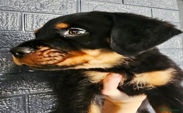 Rottweiler dogs in Battle - Advert 13