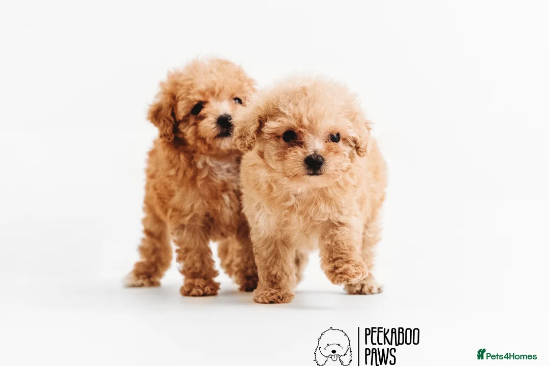 Toy Poodle dogs for stud:  **  Asian KC Toy Poodle for Stud DNA tested in Rickmansworth - Advert 14