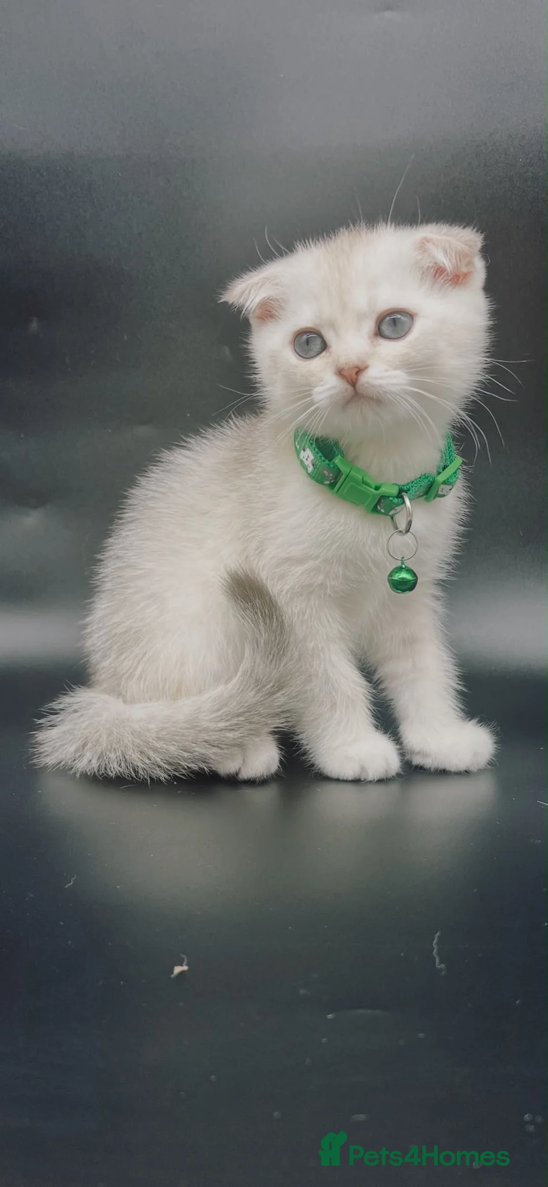 Scottish Fold cats for sale: Fully-Vaccinated Scottish Fold Boy and Girl Kitten - Advert 7