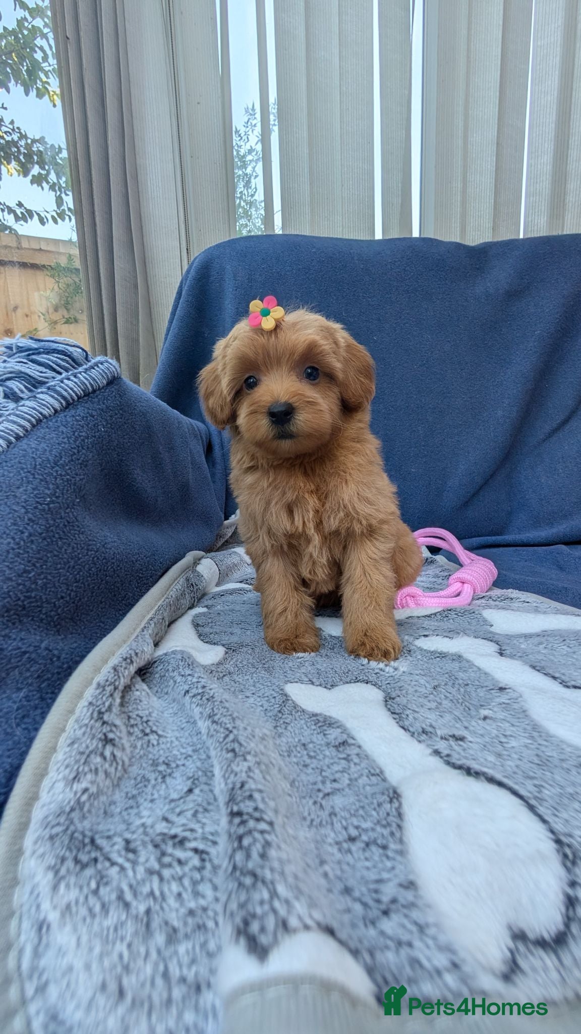 Maltipoo dogs Tiny Toy Red Maltipoo Puppies  - Advert 3