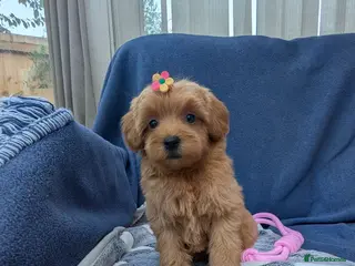 Maltipoo dogs Tiny Toy Red Maltipoo Puppies - Advert 5