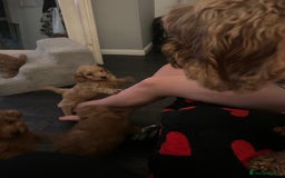 Cavapoo dogs for sale: Cavapoo puppies for sale - Image 4