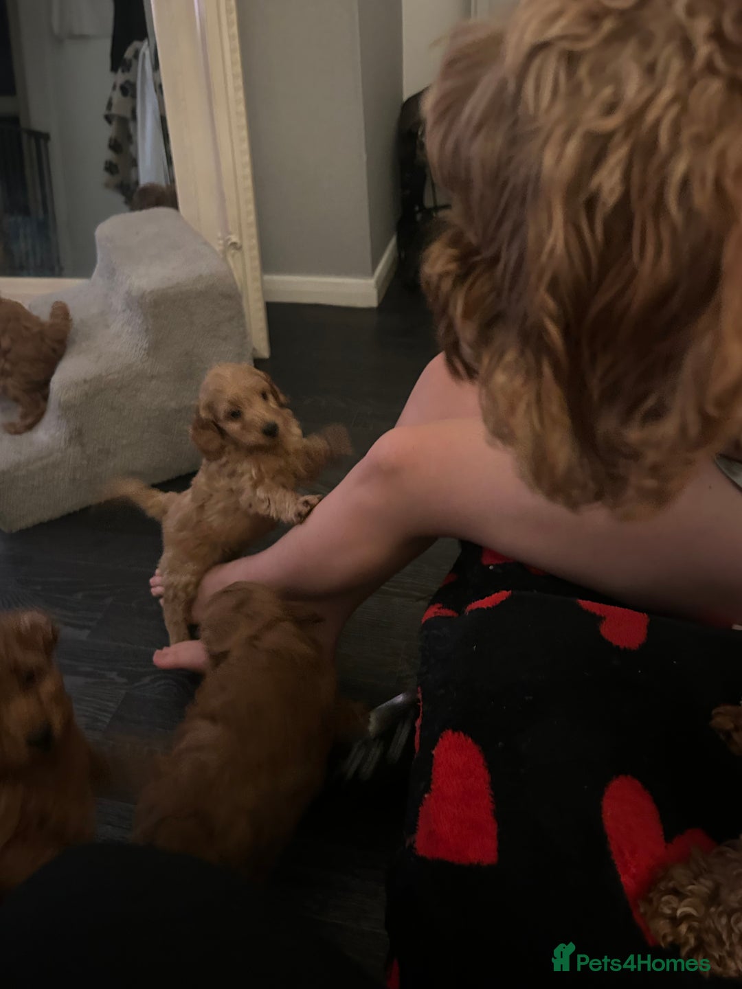 Cavapoo dogs for sale: Cavapoo puppies for sale - Image 4