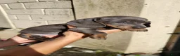 Miniature Dachshund dogs for sale:  KC Reregistered miniature dachshund puppies. - Advert 3
