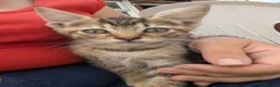 Mixed Breed cats for sale: Bengal cross kittens  in Lincoln - Advert 5