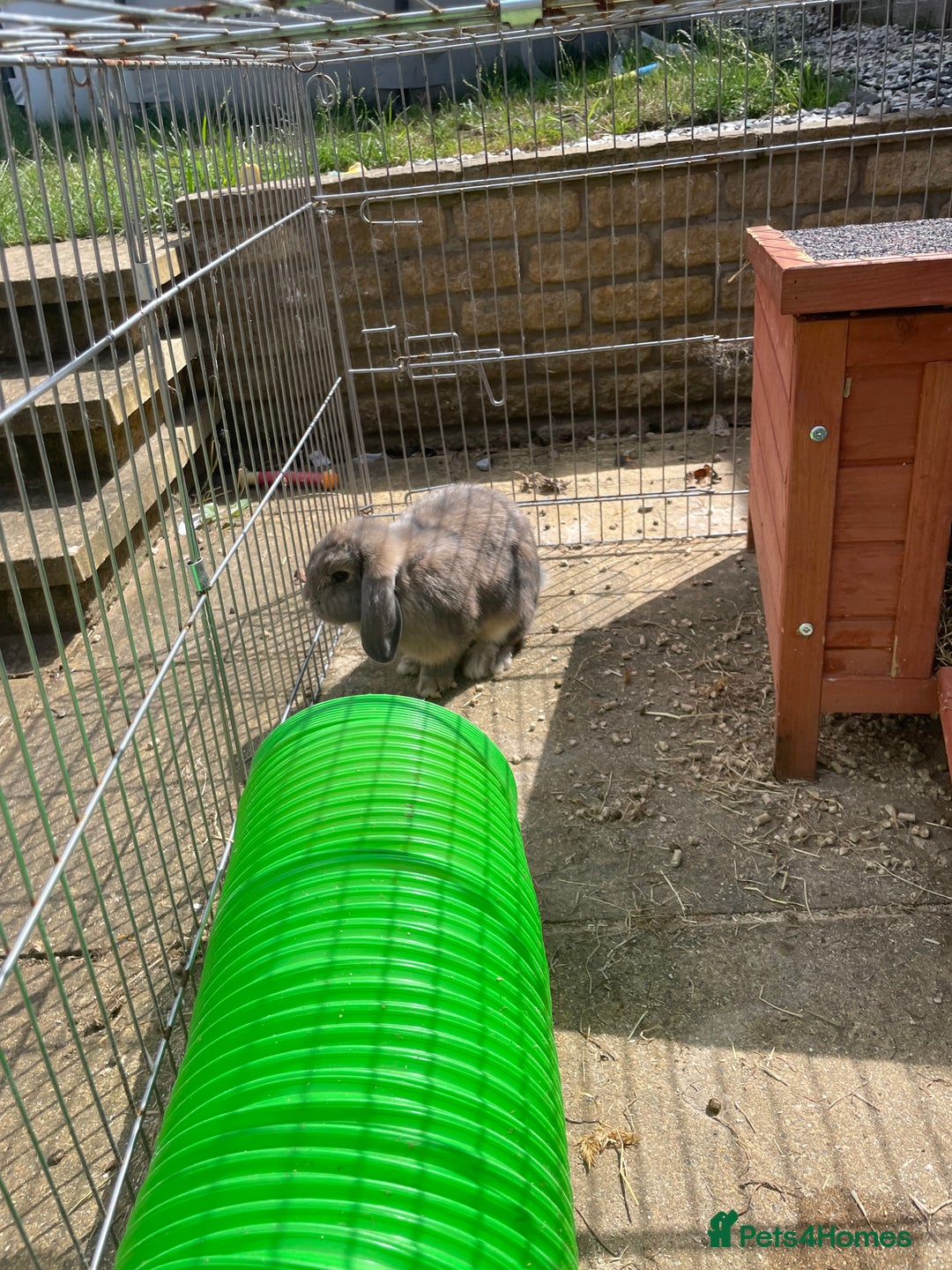 Mini Lop rabbits for sale: Two female grey mini lops  - Image 3