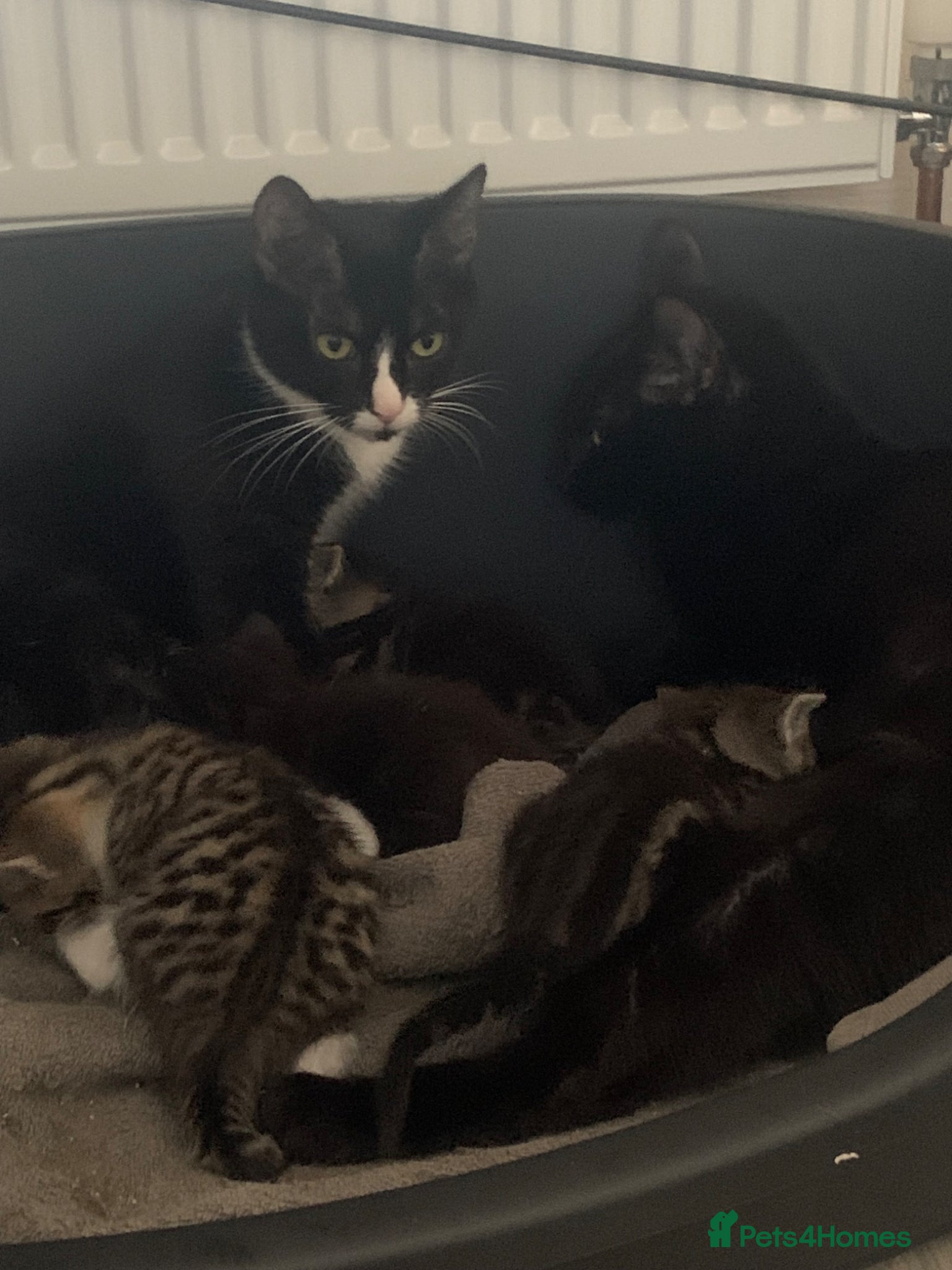 Mixed Breed cats Beautiful Tabby and black kittens  - Advert 5