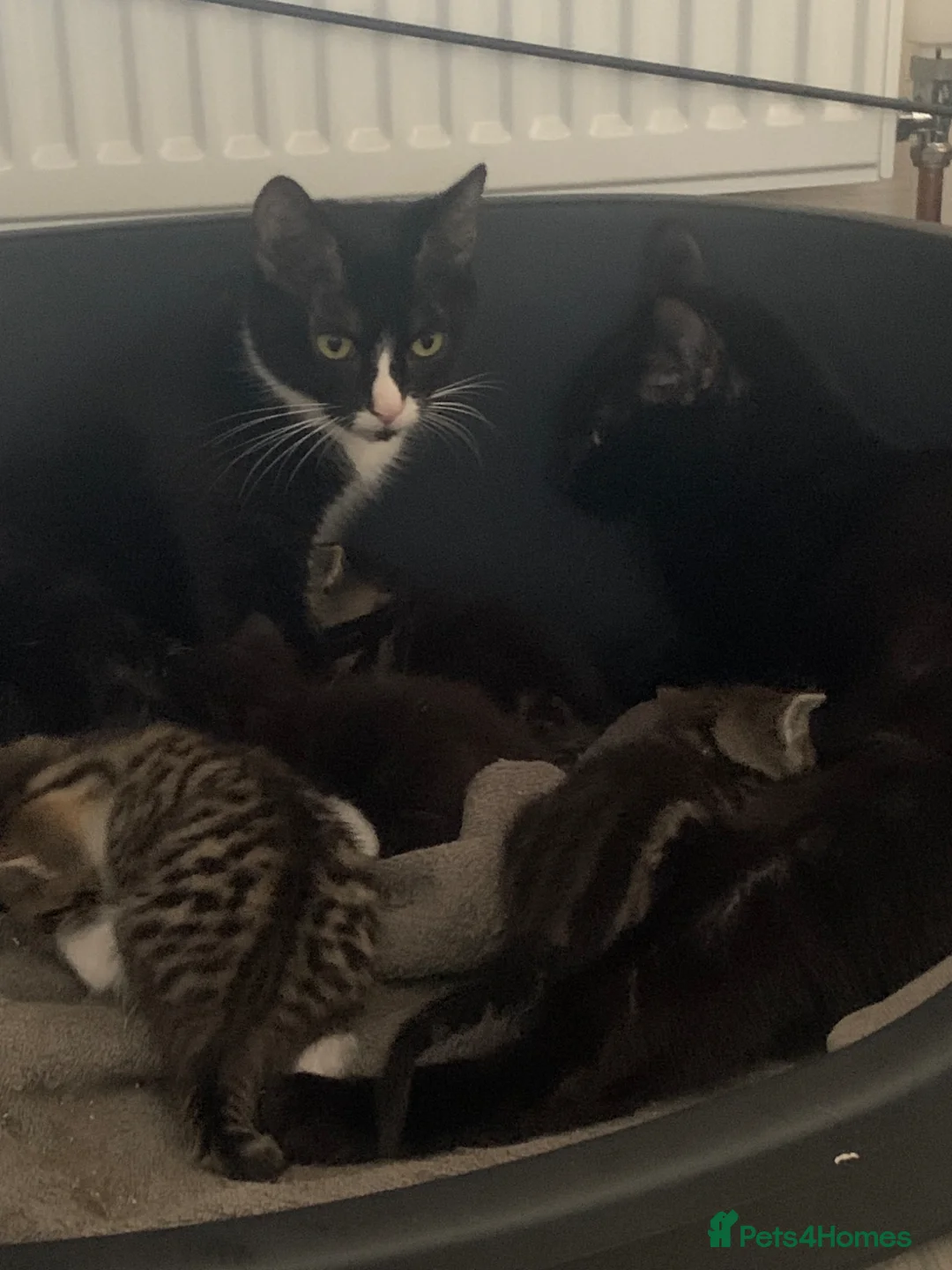 Mixed Breed cats for sale: Beautiful Tabby and black kittens  in Swindon - Advert 1