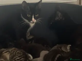 Mixed Breed cats Beautiful Tabby and black kittens - Advert 5