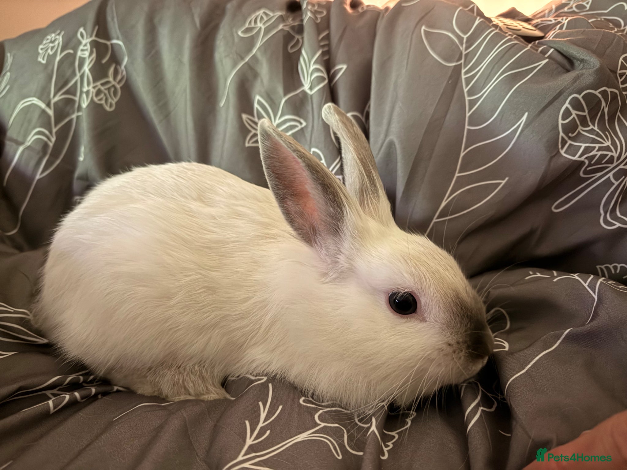 Mixed Breed rabbits Lion Head Mix - (last boy remaining)  - Advert 5