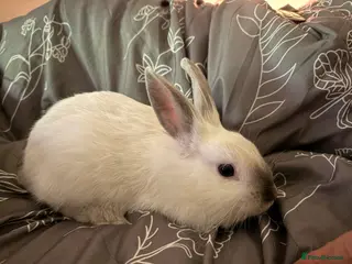 Mixed Breed rabbits Lion Head Mix - (last boy remaining) - Advert 5