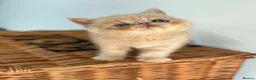Exotic cats for sale: Stunning exotic kittens high quality m - Advert 32