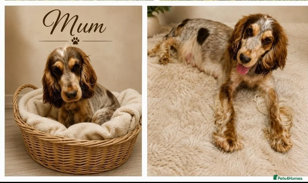 Cocker Spaniel dogs for sale: Beatiful Cocker spaniel puppies - Advert 1